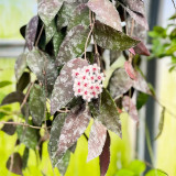 Bronze Tail Hoya Stem Cuttings | Hoya caudata | Furry White Hair Cream Red-Center Vigorous Wax Vine