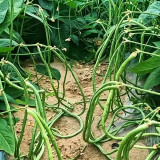 Zhengjiang Dwarf Bush Yardlong Bean Seeds | Vigna unguiculata | Trellis-Free Straight 50–65cm Green Cowpea