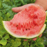 'Super Sweet 2K' Watermelon Seeds F1 | Citrullus lanatus | Early Maturing 4.5LB Crisp Red Flesh Gift Melon