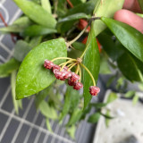 Obscure Vein Hoya Stem Cuttings | Hoya inconspicua | Dense Magenta Purple Bud Wax Vine