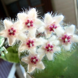 Bronze Tail Hoya Stem Cuttings | Hoya caudata | Furry White Hair Cream Red-Center Vigorous Wax Vine