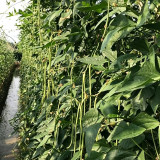 Green General Yardlong Bean Seeds | Vigna unguiculata | 75–85cm Glossy Oil-Green Low Fiber Cowpea