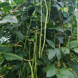 Green General Yardlong Bean Seeds | Vigna unguiculata | 75–85cm Glossy Oil-Green Low Fiber Cowpea