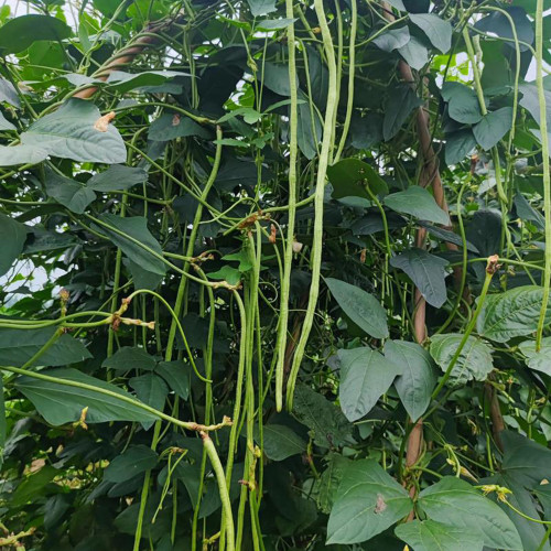 Green General Yardlong Bean Seeds | Vigna unguiculata | 75–85cm Glossy Oil-Green Low Fiber Cowpea