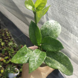White Phoenix Hoya Stem Cuttings | Hoya carnosa | Dense Round White Star Wax Vine With Sweet Fragrance