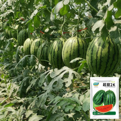 'Super Sweet 2K' Watermelon Seeds F1 | Citrullus lanatus | Early Maturing 4.5LB Crisp Red Flesh Gift Melon