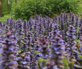 Ajuga Reptans Bugleweed Seeds | Ajuga reptans | Purple Spiked Shade Ground Cover Perennial