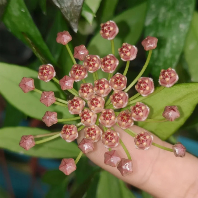 Obscure Vein Hoya Stem Cuttings | Hoya inconspicua | Dense Magenta Purple Bud Wax Vine
