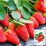 Four Seasons Cream Strawberry Seeds | Fragaria × ananassa | Everbearing Dwarf Creeping Potted Berry
