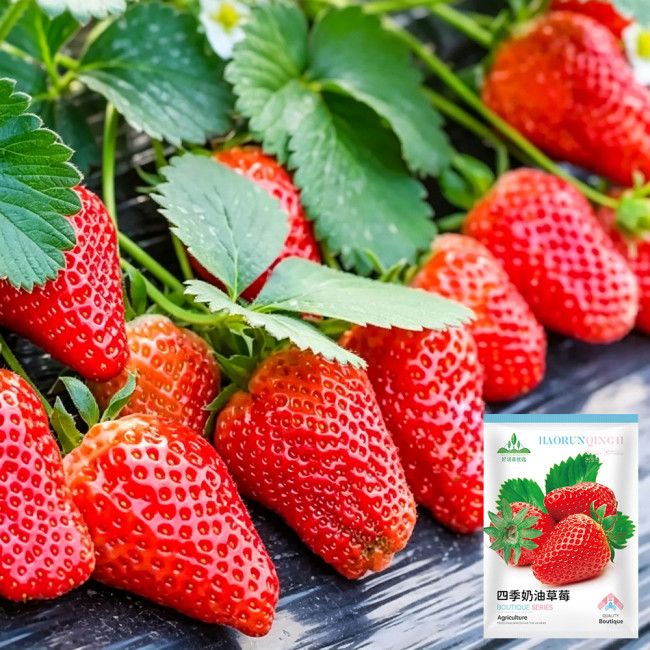 Four Seasons Cream Strawberry Seeds | Fragaria × ananassa | Everbearing Dwarf Creeping Potted Berry