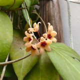 Porcelain Skin Hoya Stem Cuttings | Hoya cutis-porcelana | Cream Curved Bell Petal Deep Red-Center Wax Vine