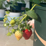 Four Seasons Cream Strawberry Seeds | Fragaria × ananassa | Everbearing Dwarf Creeping Potted Berry