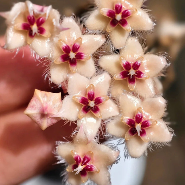 Bronze Tail Hoya Stem Cuttings | Hoya caudata | Furry White Hair Cream Red-Center Vigorous Wax Vine