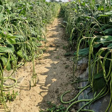 Zhengjiang Dwarf Bush Yardlong Bean Seeds | Vigna unguiculata | Trellis-Free Straight 50–65cm Green Cowpea