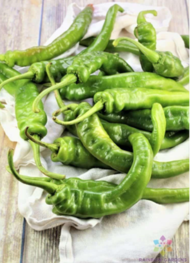 Italian Long Hot Pepper Seeds | Capsicum annuum | Heirloom Wrinkled Long Green Chili