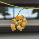 Porcelain Skin Hoya Stem Cuttings | Hoya cutis-porcelana | Cream Curved Bell Petal Deep Red-Center Wax Vine