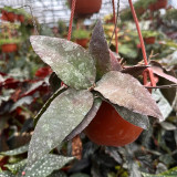 Bronze Tail Hoya Stem Cuttings | Hoya caudata | Furry White Hair Cream Red-Center Vigorous Wax Vine