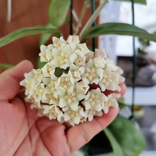 White Phoenix Hoya Stem Cuttings | Hoya carnosa | Dense Round White Star Wax Vine With Sweet Fragrance