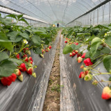 Four Seasons Cream Strawberry Seeds | Fragaria × ananassa | Everbearing Dwarf Creeping Potted Berry