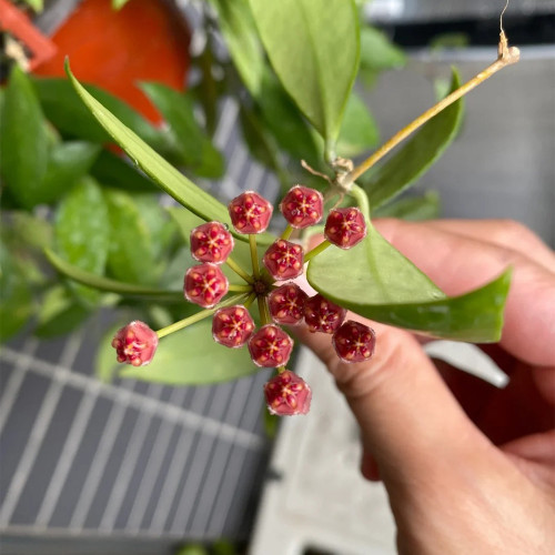 Obscure Vein Hoya Stem Cuttings | Hoya inconspicua | Dense Magenta Purple Bud Wax Vine