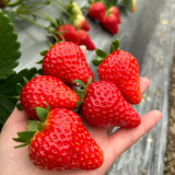 Four Seasons Cream Strawberry Seeds | Fragaria × ananassa | Everbearing Dwarf Creeping Potted Berry