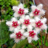 Bronze Tail Hoya Stem Cuttings | Hoya caudata | Furry White Hair Cream Red-Center Vigorous Wax Vine