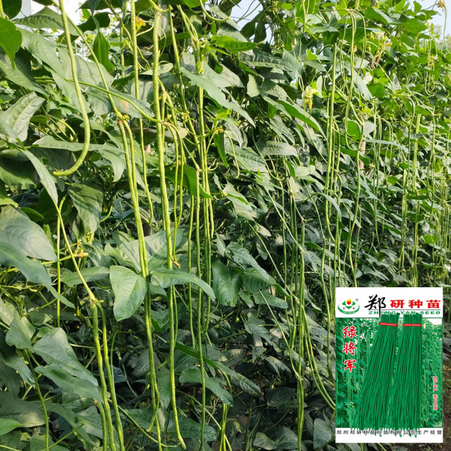 Green General Yardlong Bean Seeds | Vigna unguiculata | 75–85cm Glossy Oil-Green Low Fiber Cowpea