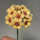 Porcelain Skin Hoya Stem Cuttings | Hoya cutis-porcelana | Cream Curved Bell Petal Deep Red-Center Wax Vine