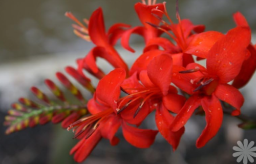 Crocosmia Lucifer Seeds | Crocosmia × crocosmiiflora | Bright Red Easy-Grow Perennial Bloom