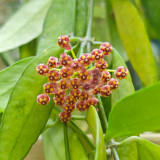 Obscure Vein Hoya Stem Cuttings | Hoya inconspicua | Dense Magenta Purple Bud Wax Vine