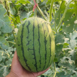 'Super Sweet 2K' Watermelon Seeds F1 | Citrullus lanatus | Early Maturing 4.5LB Crisp Red Flesh Gift Melon