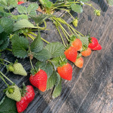 Four Seasons Cream Strawberry Seeds | Fragaria × ananassa | Everbearing Dwarf Creeping Potted Berry