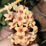 Porcelain Skin Hoya Stem Cuttings | Hoya cutis-porcelana | Cream Curved Bell Petal Deep Red-Center Wax Vine