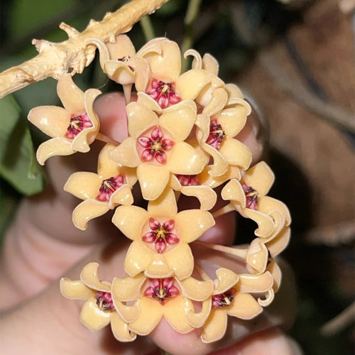 Porcelain Skin Hoya Stem Cuttings | Hoya cutis-porcelana | Cream Curved Bell Petal Deep Red-Center Wax Vine