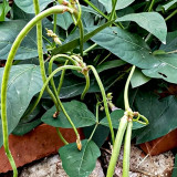 Zhengjiang Dwarf Bush Yardlong Bean Seeds | Vigna unguiculata | Trellis-Free Straight 50–65cm Green Cowpea