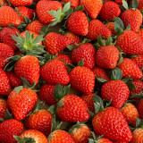 Four Seasons Cream Strawberry Seeds | Fragaria × ananassa | Everbearing Dwarf Creeping Potted Berry