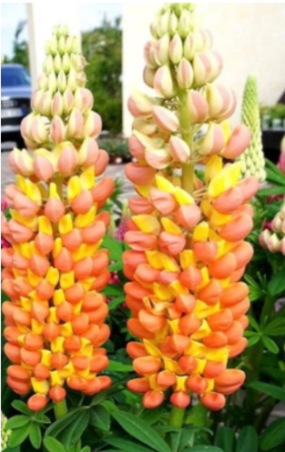 Orange Yellow Lupine Seeds | Lupinus polyphyllus | Hardy Bicolor Spire Perennial Flower