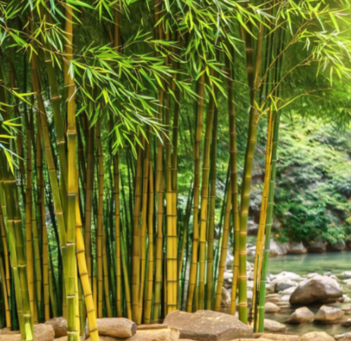 Yellow Groove Bamboo Seeds | Phyllostachys aureosulcata | Privacy Screen Shade Landscape Plant