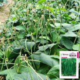 Zhengjiang Dwarf Bush Yardlong Bean Seeds | Vigna unguiculata | Trellis-Free Straight 50–65cm Green Cowpea