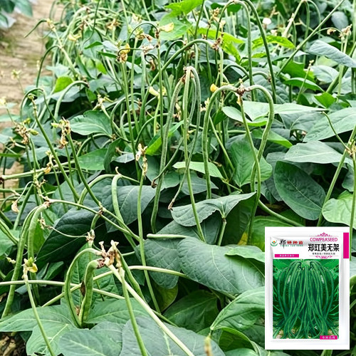 Zhengjiang Dwarf Bush Yardlong Bean Seeds | Vigna unguiculata | Trellis-Free Straight 50–65cm Green Cowpea