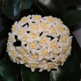 White Phoenix Hoya Stem Cuttings | Hoya carnosa | Dense Round White Star Wax Vine With Sweet Fragrance