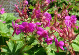 Czakor Bigroot Geranium Seeds | Geranium macrorrhizum | Magenta Purple Hardy Perennial