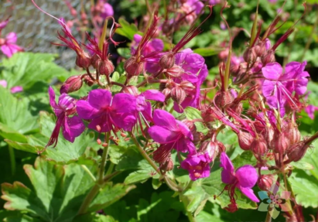 Czakor Bigroot Geranium Seeds | Geranium macrorrhizum | Magenta Purple Hardy Perennial