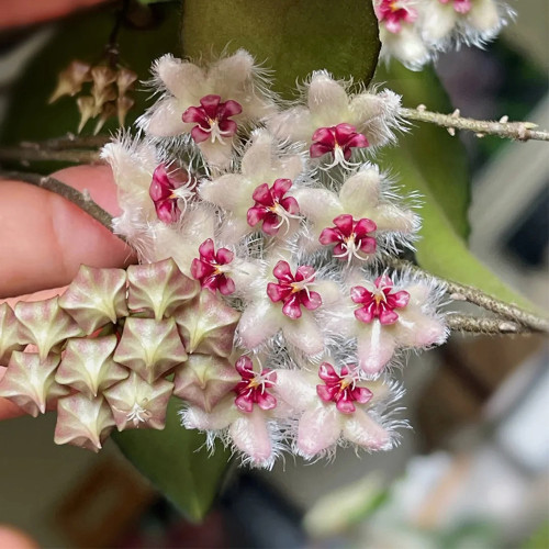 Bronze Tail Hoya Stem Cuttings | Hoya caudata | Furry White Hair Cream Red-Center Vigorous Wax Vine