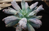 Echeveria 'Nishilian' Seeds | Echeveria 'Nishilian' | Rare Crinkled Warty Leaf Rosette Succulent