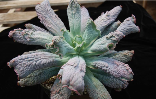 Echeveria 'Nishilian' Seeds | Echeveria 'Nishilian' | Rare Crinkled Warty Leaf Rosette Succulent