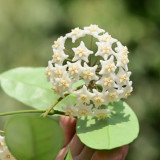 White Phoenix Hoya Stem Cuttings | Hoya carnosa | Dense Round White Star Wax Vine With Sweet Fragrance