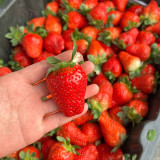 Four Seasons Cream Strawberry Seeds | Fragaria × ananassa | Everbearing Dwarf Creeping Potted Berry