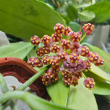 Obscure Vein Hoya Stem Cuttings | Hoya inconspicua | Dense Magenta Purple Bud Wax Vine