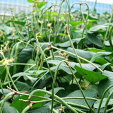 Zhengjiang Dwarf Bush Yardlong Bean Seeds | Vigna unguiculata | Trellis-Free Straight 50–65cm Green Cowpea